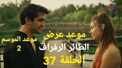 موعد عرض مسلسل الطائر الرفراف الحلقة 37 الموسم الثاني